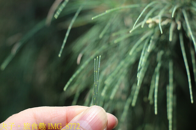 IMG_8772.jpg - 台南七股龍海號 20220708 IMG_8772.jpg - 台南七股龍海號 20220708