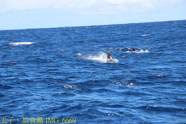 IMG_6669.jpg - 多羅滿賞鯨 20220629