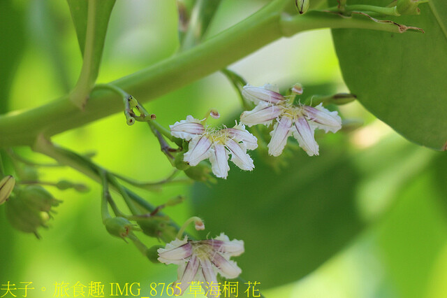 IMG_8765 草海桐 花.jpg - 台南七股龍海號 20220708 IMG_8765 草海桐 花.jpg - 台南七股龍海號 20220708