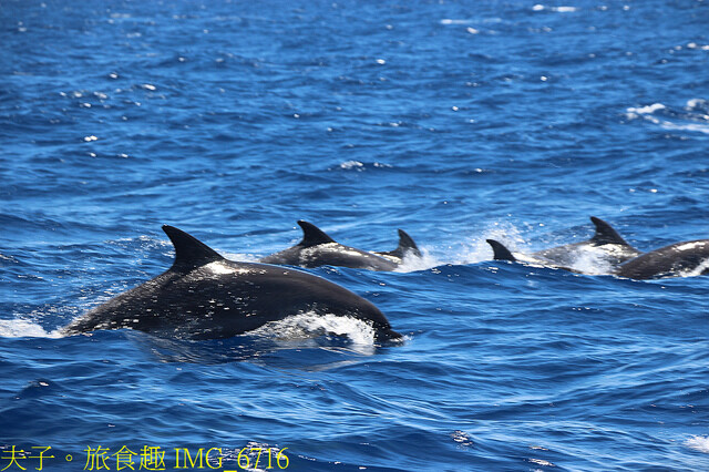 IMG_6716.jpg - 多羅滿賞鯨 20220629