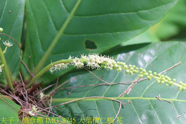 IMG_8745 大葉欖仁樹 花.jpg - 台南七股龍海號 20220708 IMG_8745 大葉欖仁樹 花.jpg - 台南七股龍海號 20220708