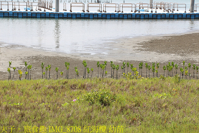 IMG_8708 紅海欖 幼苗.jpg - 台南七股龍海號 20220708 IMG_8708 紅海欖 幼苗.jpg - 台南七股龍海號 20220708