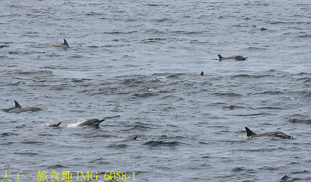 IMG_6058-1.jpg - 宜蘭龜山島賞鯨 20220621