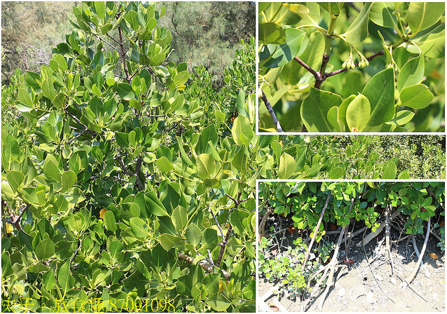 87091098.jpg - 台南七股龍海號 20220708 87091098.jpg - 台南七股龍海號 20220708