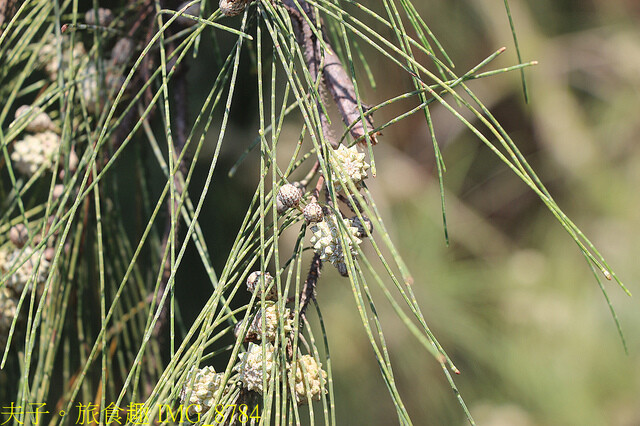 IMG_8784.jpg - 台南七股龍海號 20220708 IMG_8784.jpg - 台南七股龍海號 20220708