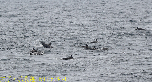 IMG_6084-1.jpg - 宜蘭龜山島賞鯨 20220621