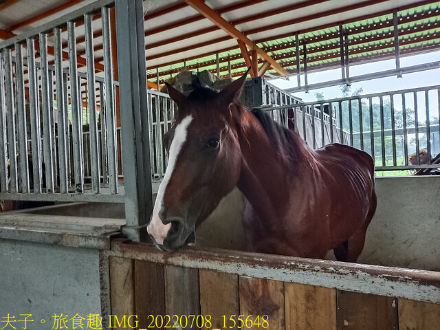 IMG_20220708_155648.jpg - 台灣馬樂活山莊 20220708 IMG_20220708_155648.jpg - 台灣馬樂活山莊 20220708