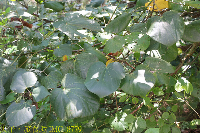 IMG_8779.jpg - 台南七股龍海號 20220708 IMG_8779.jpg - 台南七股龍海號 20220708