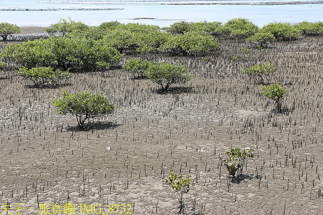IMG_8732.jpg - 台南七股龍海號 20220708 IMG_8732.jpg - 台南七股龍海號 20220708