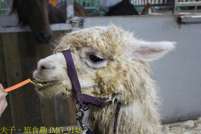 IMG_9148.jpg - 台灣馬樂活山莊 20220708 IMG_9148.jpg - 台灣馬樂活山莊 20220708