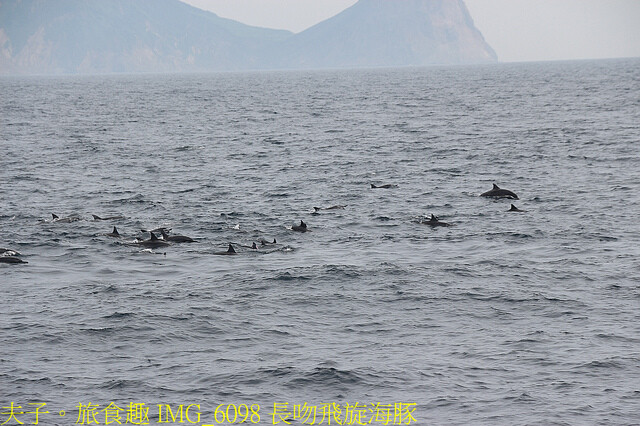 IMG_6098 長吻飛旋海豚.jpg - 宜蘭龜山島賞鯨 20220621