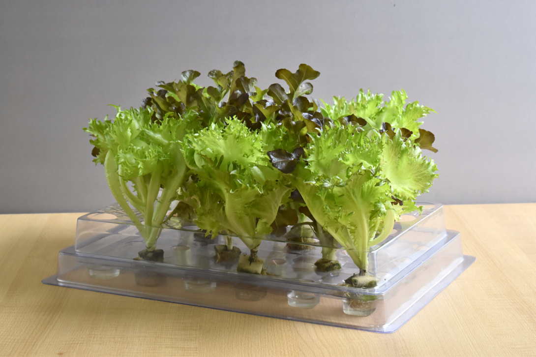 台中生菜宅配到家，宅小青生菜盒超新鮮！高CP值台中生菜宅配推薦