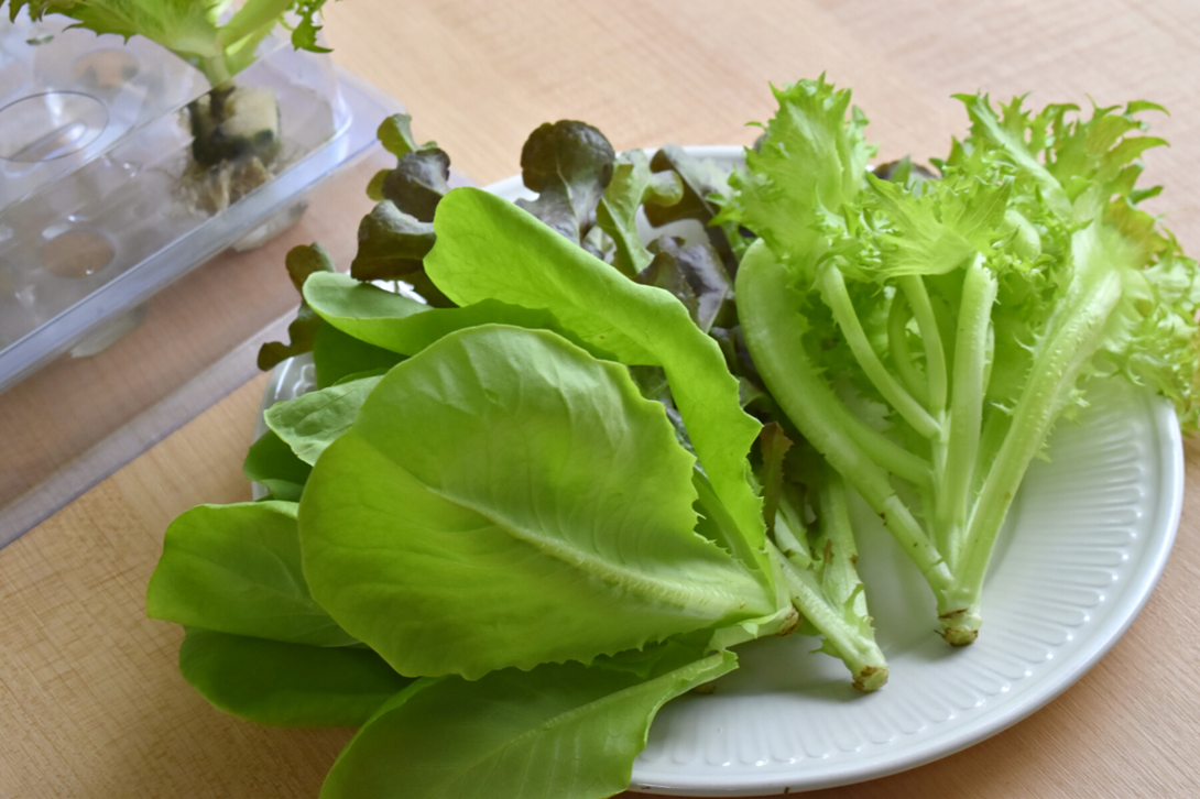 台中生菜宅配到家，宅小青生菜盒超新鮮！高CP值台中生菜宅配推薦