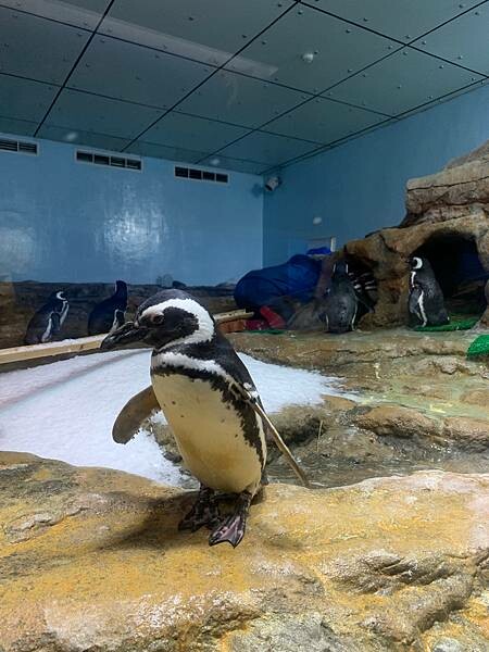 [ 桃園水族館 ] Xpark/企鵝隧道/巨型透明觀景窗/水母水晶球/觀賞企鵝咖啡廳