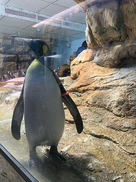 [ 桃園水族館 ] Xpark/企鵝隧道/巨型透明觀景窗/水母水晶球/觀賞企鵝咖啡廳