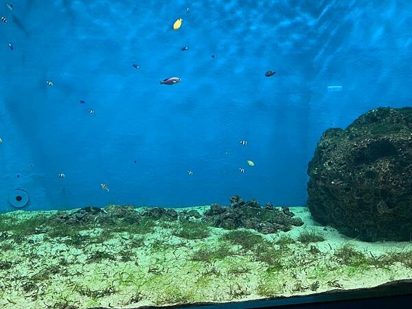 [ 桃園水族館 ] Xpark/企鵝隧道/巨型透明觀景窗/水母水晶球/觀賞企鵝咖啡廳