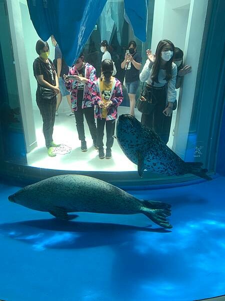 [ 桃園水族館 ] Xpark/企鵝隧道/巨型透明觀景窗/水母水晶球/觀賞企鵝咖啡廳