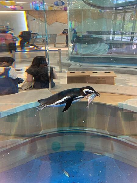 [ 桃園水族館 ] Xpark/企鵝隧道/巨型透明觀景窗/水母水晶球/觀賞企鵝咖啡廳