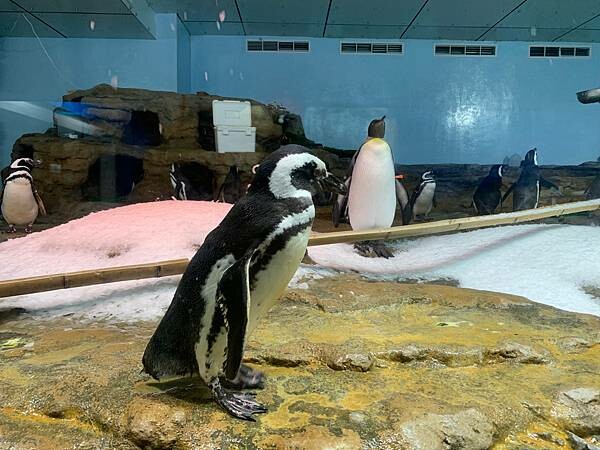 [ 桃園水族館 ] Xpark/企鵝隧道/巨型透明觀景窗/水母水晶球/觀賞企鵝咖啡廳