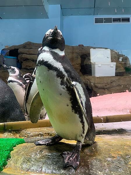 [ 桃園水族館 ] Xpark/企鵝隧道/巨型透明觀景窗/水母水晶球/觀賞企鵝咖啡廳