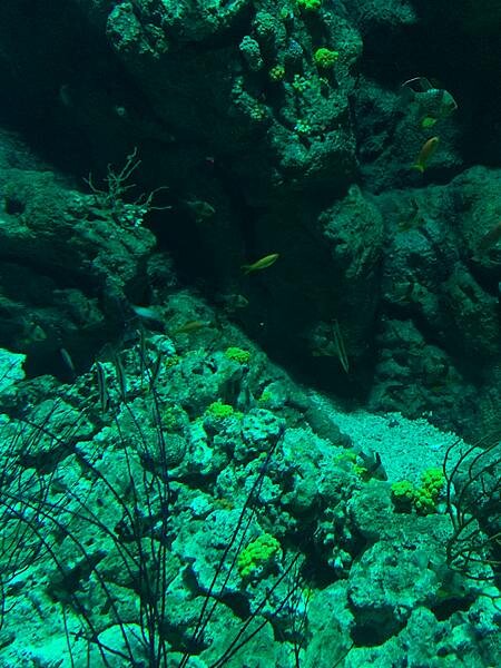 [ 桃園水族館 ] Xpark/企鵝隧道/巨型透明觀景窗/水母水晶球/觀賞企鵝咖啡廳