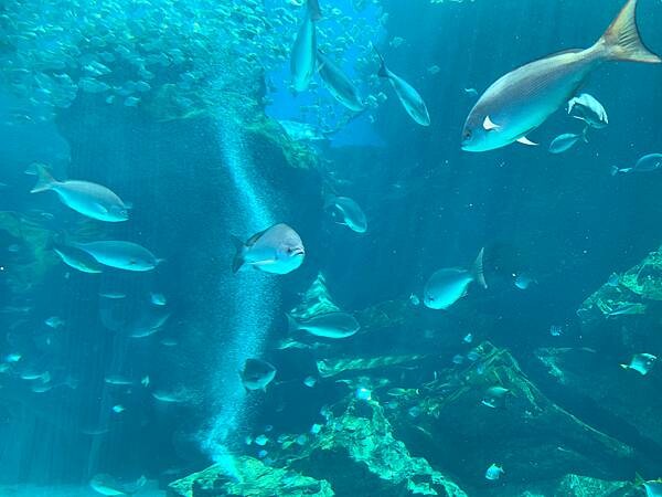 [ 桃園水族館 ] Xpark/企鵝隧道/巨型透明觀景窗/水母水晶球/觀賞企鵝咖啡廳