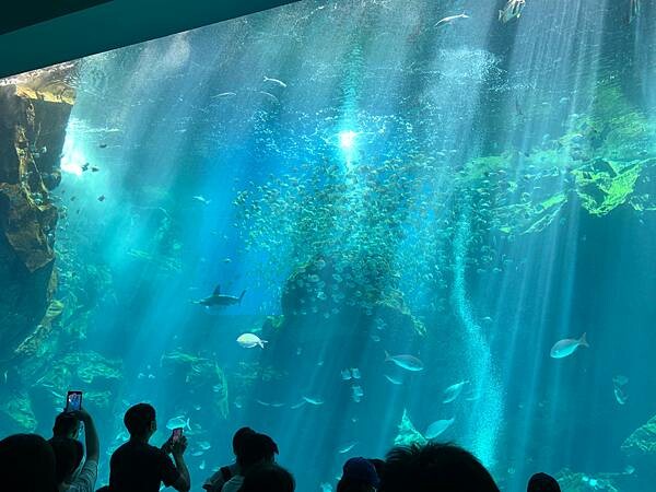 [ 桃園水族館 ] Xpark/企鵝隧道/巨型透明觀景窗/水母水晶球/觀賞企鵝咖啡廳