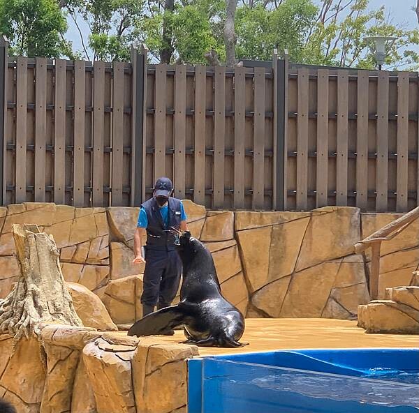 [ 桃園水族館 ] Xpark/企鵝隧道/巨型透明觀景窗/水母水晶球/觀賞企鵝咖啡廳