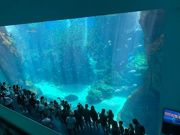 [ 桃園水族館 ] Xpark/企鵝隧道/巨型透明觀景窗/水母水晶球/觀賞企鵝咖啡廳