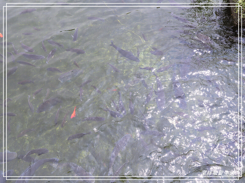 壽山巖觀音寺-桃園龜山/清幽小橋流水.台灣百年寺廟初春可賞櫻