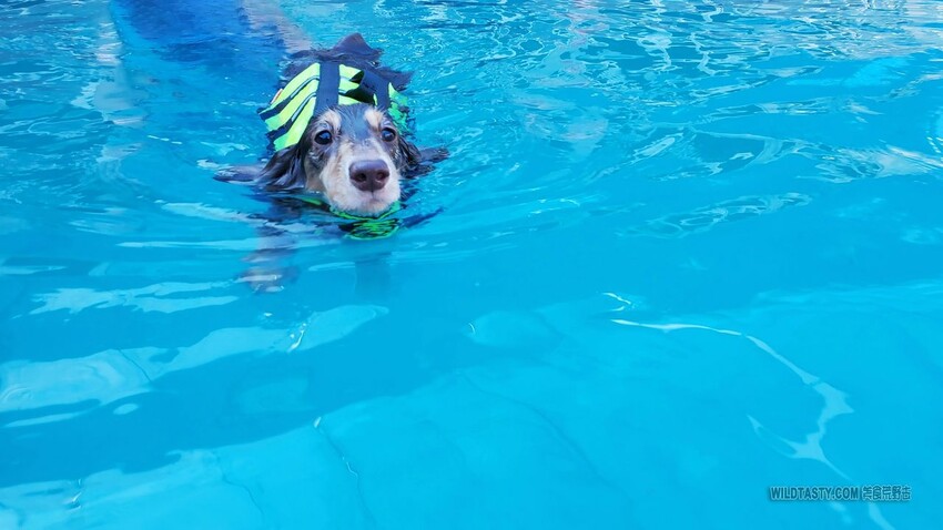 3號咖啡，寵物游泳，寵物草皮，寵物友善餐廳，喜樂蒂，牧羊犬，臘腸狗