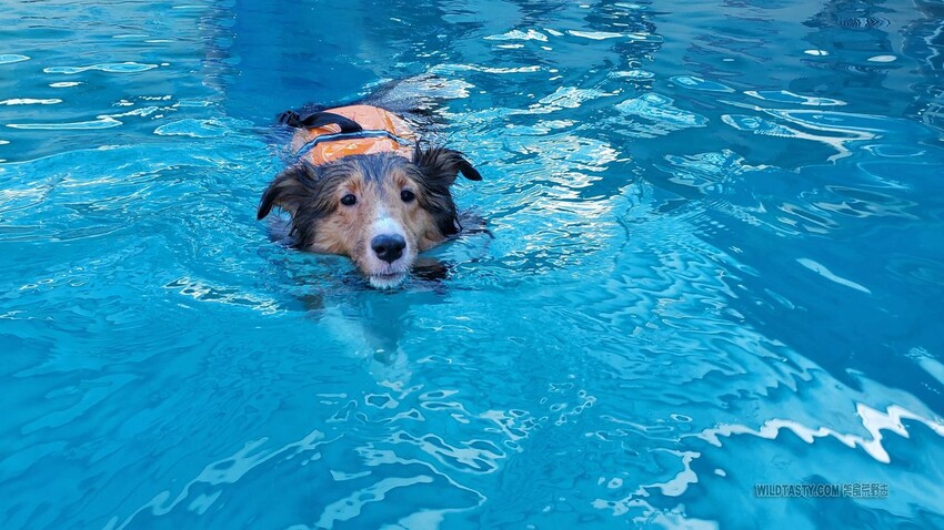 3號咖啡，寵物游泳，寵物草皮，寵物友善餐廳，喜樂蒂，牧羊犬，臘腸狗