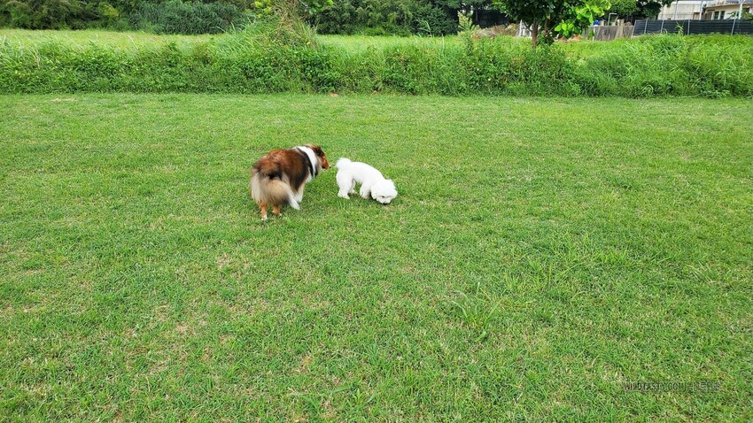 3號咖啡，寵物游泳，寵物草皮，寵物友善餐廳，喜樂蒂，牧羊犬，臘腸狗