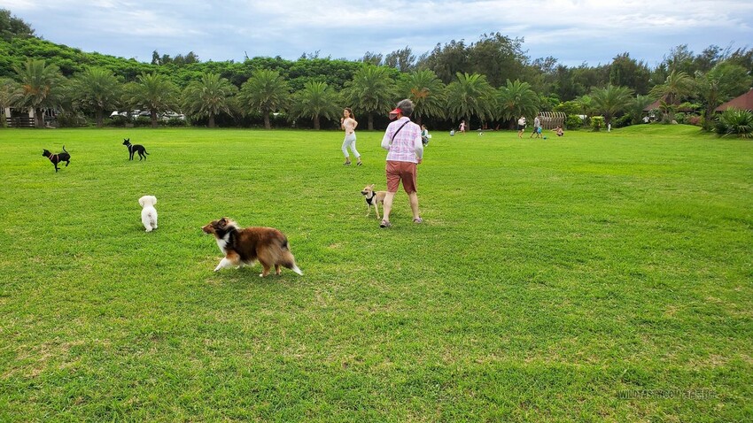 3號咖啡，寵物游泳，寵物草皮，寵物友善餐廳，喜樂蒂，牧羊犬，臘腸狗