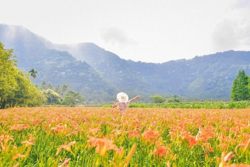 全台金針花 金針花 南投日月潭金針花 日月潭生態博物館 日月潭金針花園區 頭社 頭社盆地