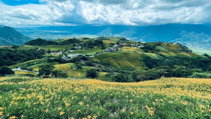全台金針花 金針花 花蓮六十石山