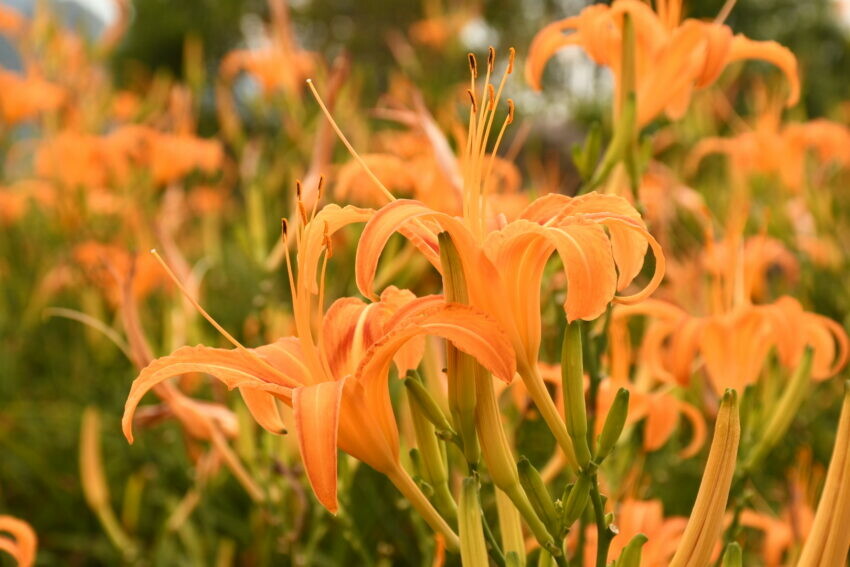 金針花 萱草 忘憂草 母親花 一日花