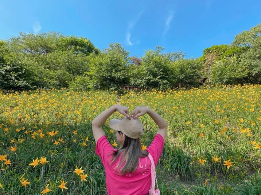 全台金針花 金針花 台中沐心泉休閒園區