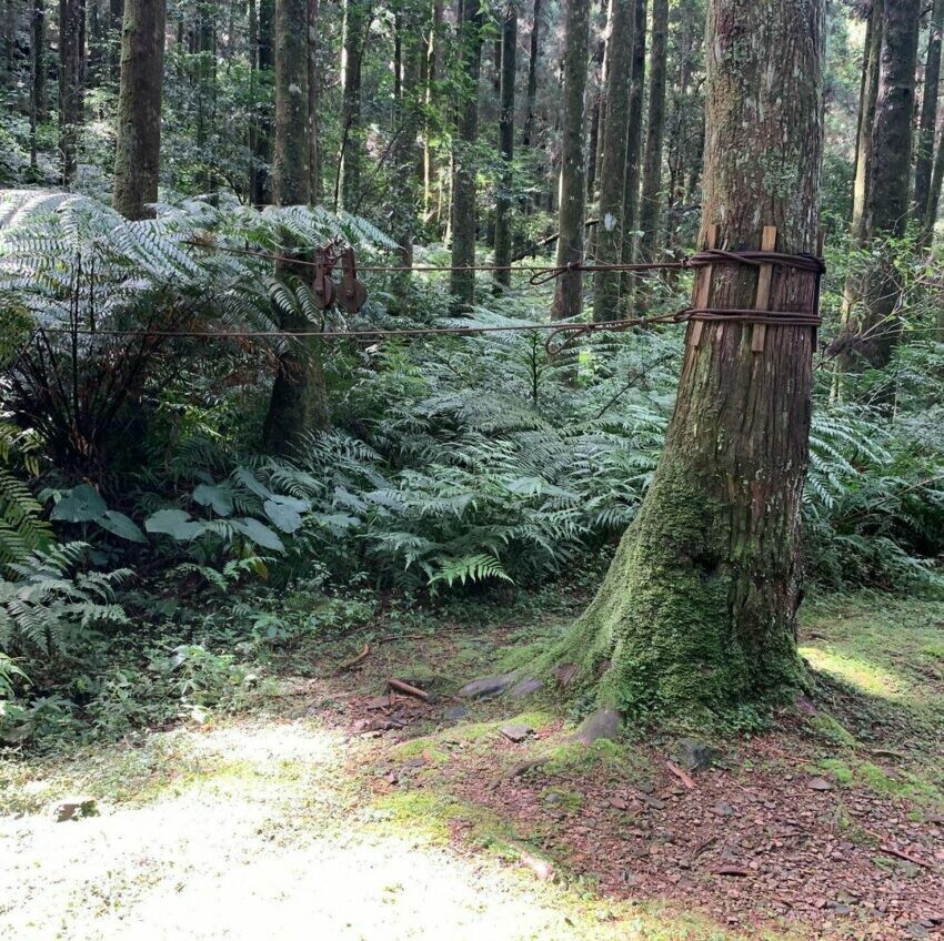東眼山知性步道