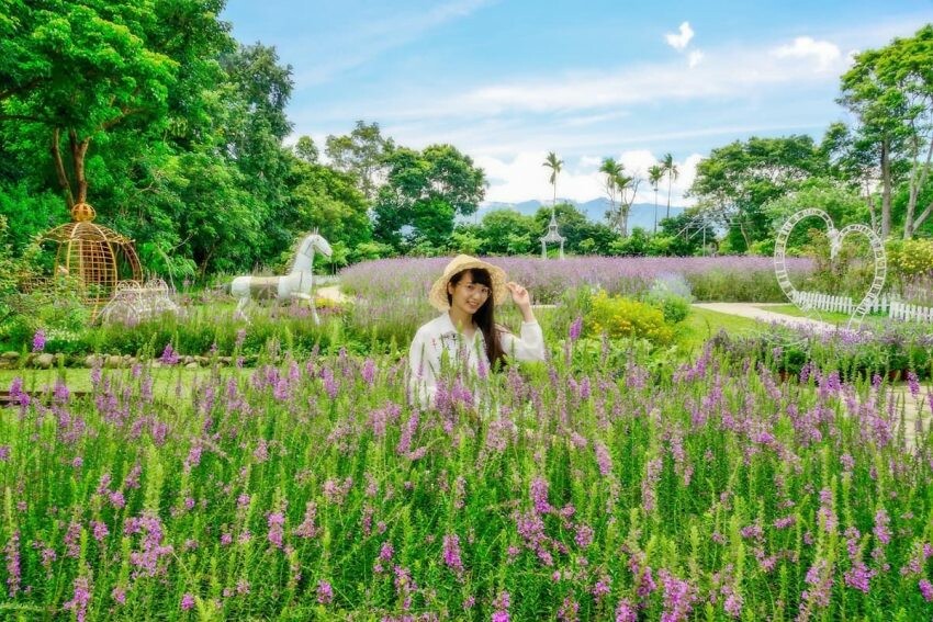 苗栗花露農場 柳葉馬鞭草原
