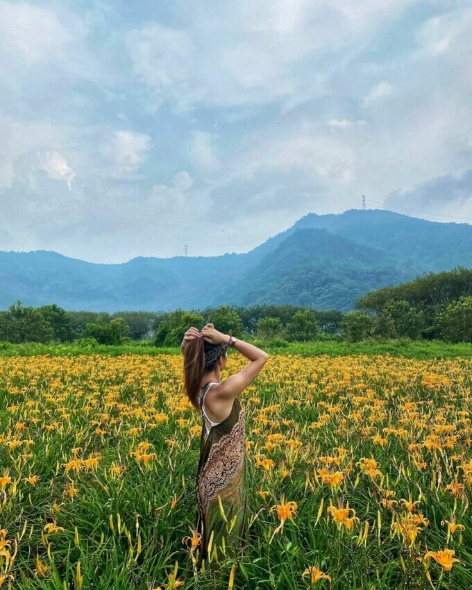 全台金針花 金針花 南投日月潭金針花 日月潭生態博物館 日月潭金針花園區 頭社 頭社盆地