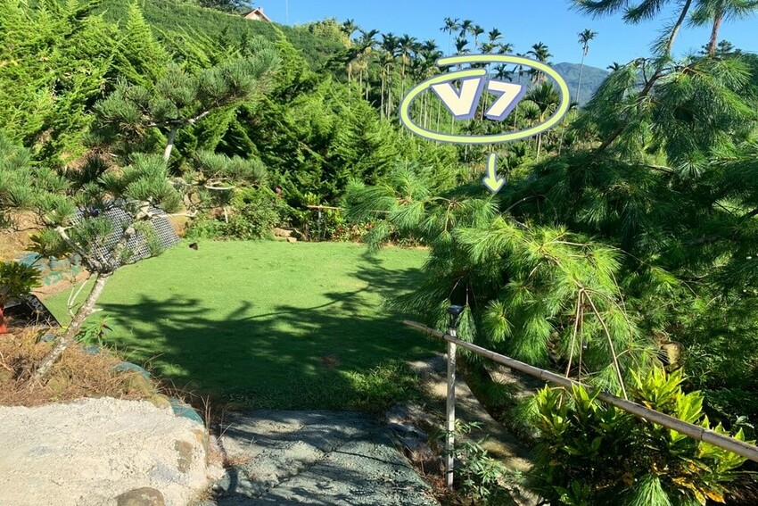 【嘉義梅山】悅日松林 體驗被茶園圍繞│山嵐美景 │露營區│五星級廁所│阿里山