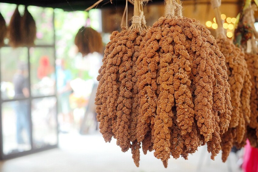 【花蓮兩天一夜行程推薦】花東縱谷路線-森林療育X走入黑熊國