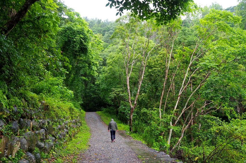 【花蓮兩天一夜行程推薦】花東縱谷路線-森林療育X走入黑熊國