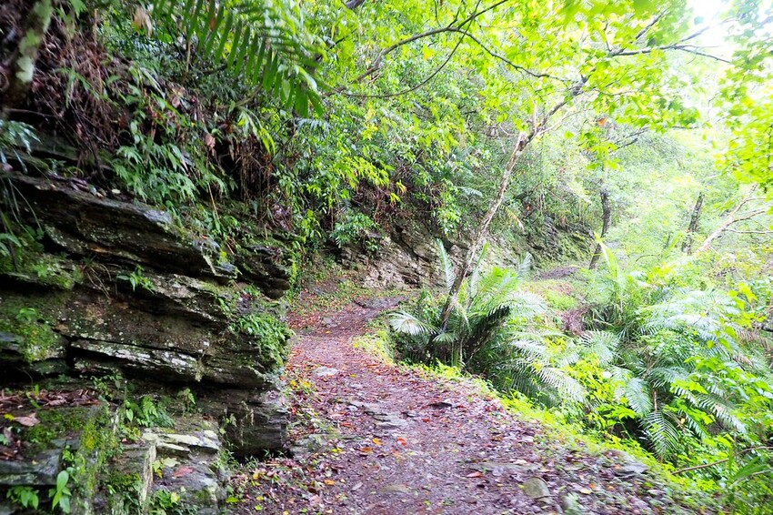 【花蓮兩天一夜行程推薦】花東縱谷路線-森林療育X走入黑熊國