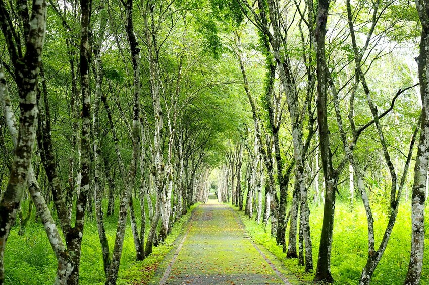 【花蓮兩天一夜行程推薦】花東縱谷路線-森林療育X走入黑熊國