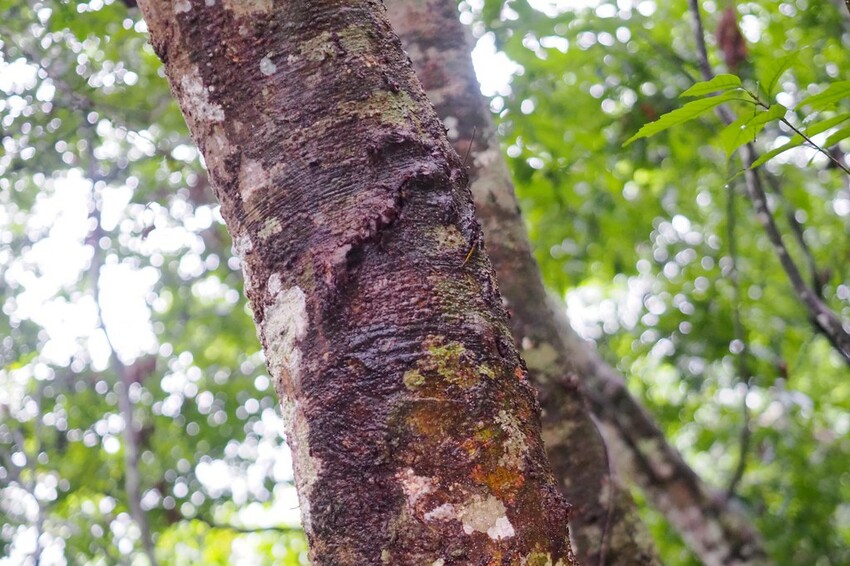 【花蓮兩天一夜行程推薦】花東縱谷路線-森林療育X走入黑熊國