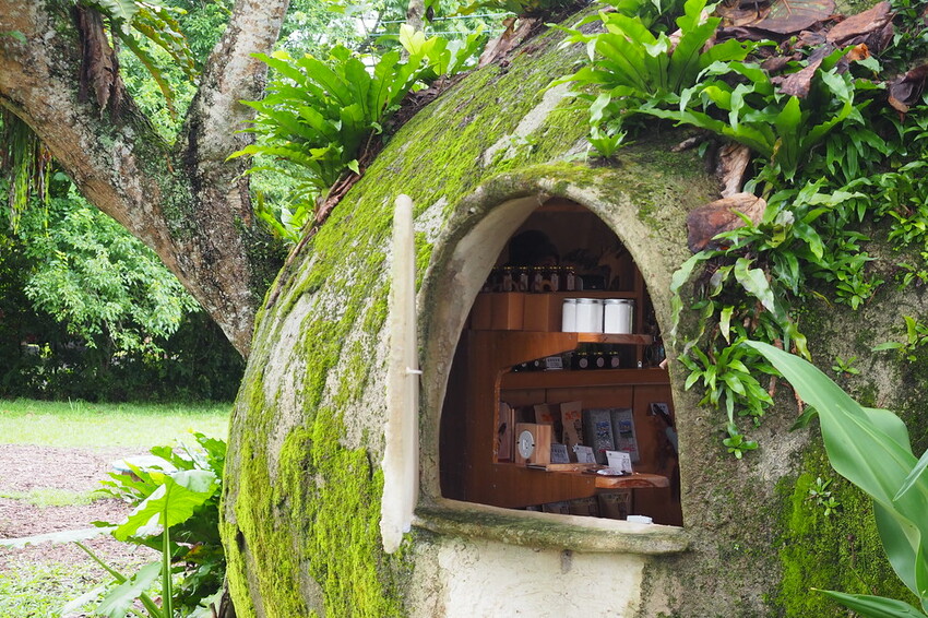 【花蓮兩天一夜行程推薦】花東縱谷路線-森林療育X走入黑熊國