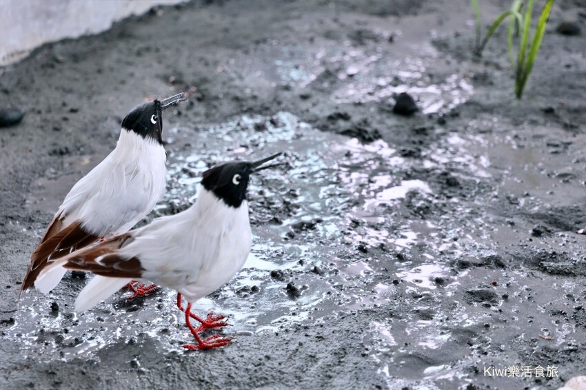 彰化伸港景點｜彰化縣自然生態教育中心，唯美白色海豚屋純白建築～慶安水道網美打卡熱點