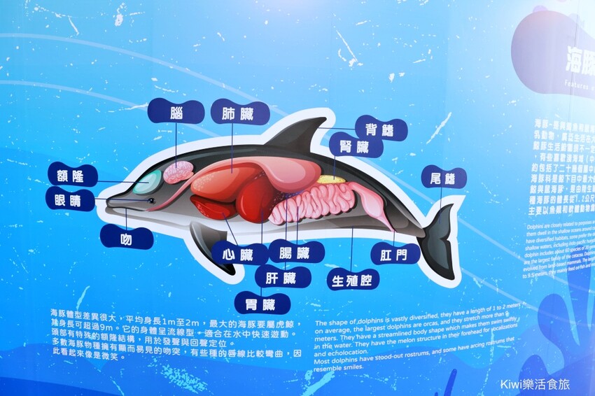 彰化伸港景點｜彰化縣自然生態教育中心，唯美白色海豚屋純白建築～慶安水道網美打卡熱點